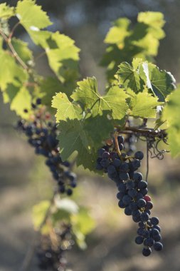 Meşhur Brunello 'nun çıkarıldığı Grappoli, asmalar ve Sangiovese üzüm bağlarının manzarası. Siena, Tuscany, İtalya 'nın değerli meyvelerini yakın..