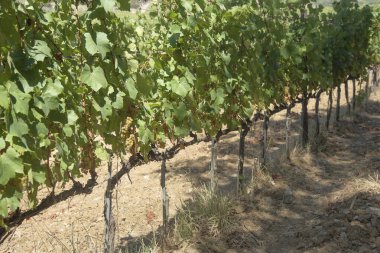 Meşhur Brunello 'nun çıkarıldığı Grappoli, asmalar ve Sangiovese üzüm bağlarının manzarası. Siena, Tuscany, İtalya 'nın değerli meyvelerini yakın..