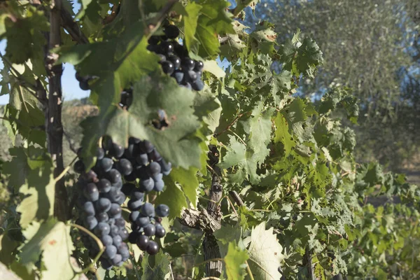Meşhur Brunello 'nun çıkarıldığı Grappoli, asmalar ve Sangiovese üzüm bağlarının manzarası. Siena, Tuscany, İtalya 'nın değerli meyvelerini yakın..