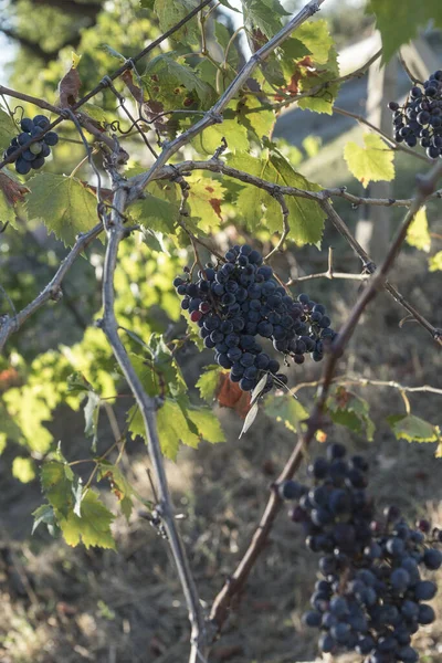 Blick Auf Den Grappoli Die Weinreben Und Die Sangiovese Weinberge — Stockfoto