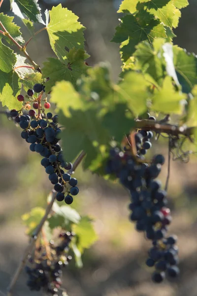 Meşhur Brunello 'nun çıkarıldığı Grappoli, asmalar ve Sangiovese üzüm bağlarının manzarası. Siena, Tuscany, İtalya 'nın değerli meyvelerini yakın..