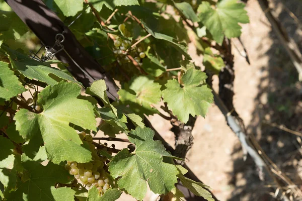 グラッポリ ブドウ畑 有名なブルネッロが抽出されたサンジョヴェーゼのブドウ畑をご覧ください シエナ トスカーナ イタリアの州の貴重な果物の終わり — ストック写真