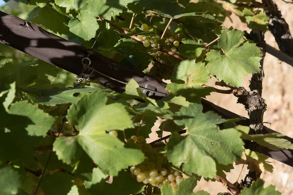 Kilátás Grappoli Szőlő Sangiovese Szőlőültetvények Ahonnan Híres Brunello Kivonják Siena — Stock Fotó