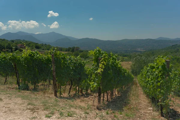 viasta of beignets of Irpinia, rows of Aglianico. Green rows under a beautiful blue sky.