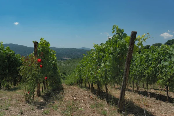 viasta of beignets of Irpinia, rows of Aglianico. Green rows under a beautiful blue sky.