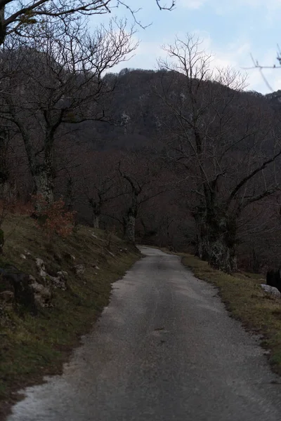 Sonbahar ormanında kestane ağaçları. Meyve hasadından sonra ağaçların manzarası. Sessizlik ve huzur.