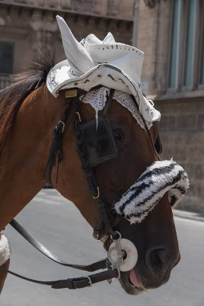 Beyaz şapkalı Palermitan atını yakın çekim. Turistler için cazibe.