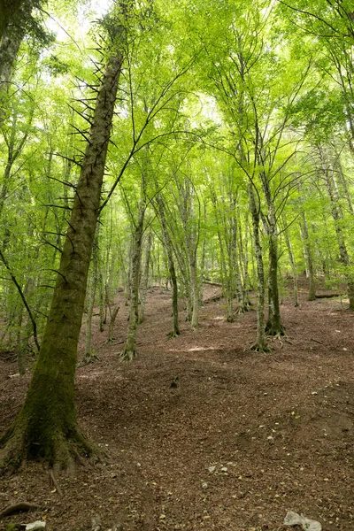 Luxuriant Italian Beech Grove Summer View Trees Foliage Full Vegetation — Stock Photo, Image