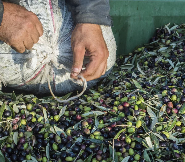 Petrol ve zeytin Cilento. Campania. Aquara (Bu). Sızma oliv