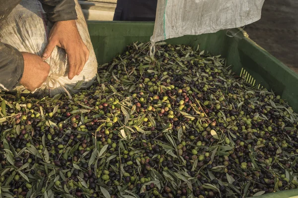 Petrol ve zeytin Cilento. Campania. Aquara (Bu). Sızma oliv — Stok fotoğraf