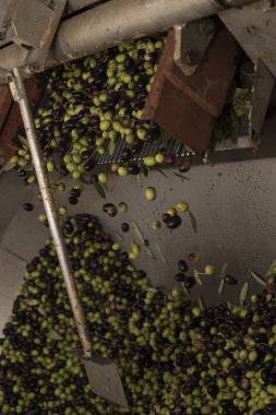 Petrol ve zeytin Cilento. Campania. Aquara (Bu). Sızma oliv