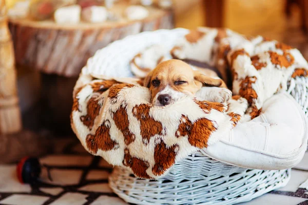 Bonito cachorro beagle — Fotografia de Stock
