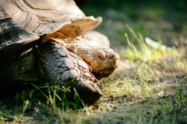 Yerde sürünen kaplumbağa 