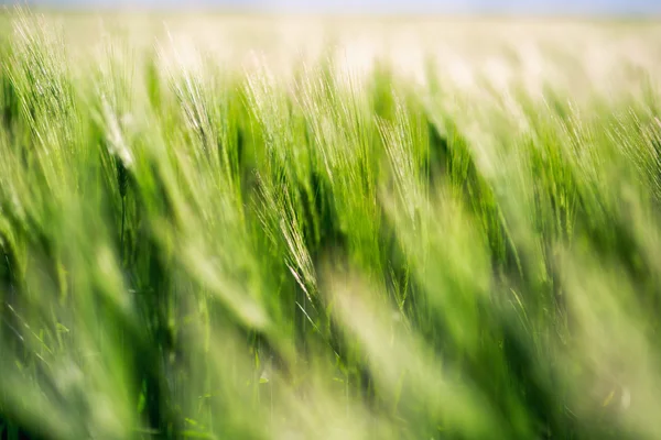 Barley green fields Stock Image