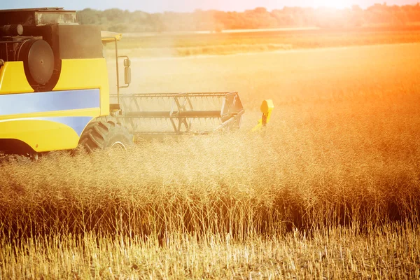 Combine working in fields — Stock Photo, Image