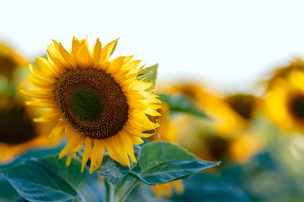 Piękne słonecznika w dziedzinie — Zdjęcie stockowe