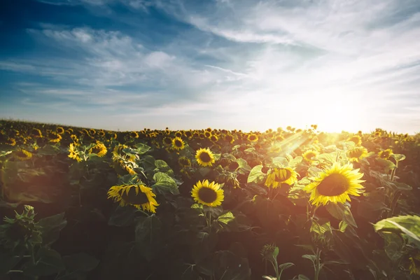 Sonnenblumen auf dem Feld bei bewölktem Himmel — Stockfoto