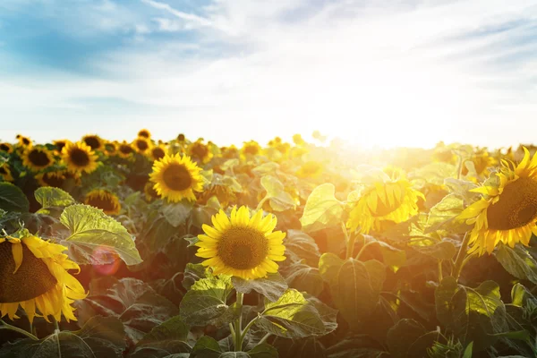 Sonnenblumen auf dem Feld bei bewölktem Himmel — Stockfoto