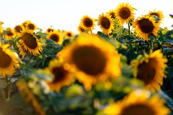 Krásné slunečnice v oboru — Stock fotografie
