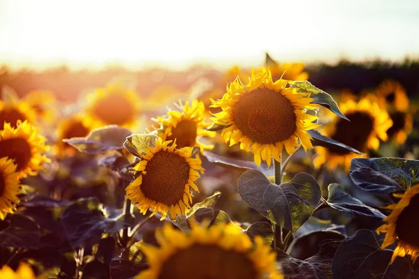 Gelbe Sonnenblumen auf dem Feld — Stockfoto