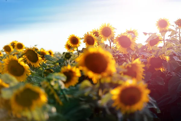 Słoneczniki w polu z pochmurnego nieba — Zdjęcie stockowe