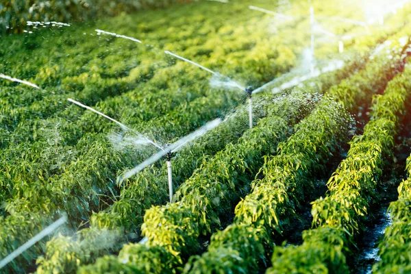 Système d'irrigation en fonction — Photo