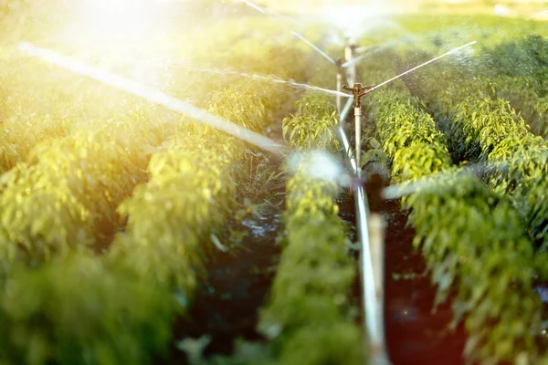 Sistema de irrigação em funcionamento — Fotografia de Stock