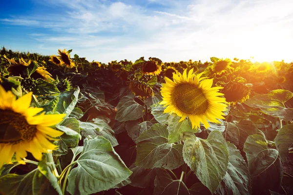 Sonnenblumen auf dem Feld bei bewölktem Himmel — Stockfoto