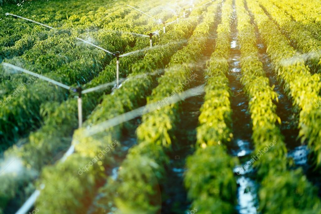 Irrigation system in function Stock Photo by ©nd3000 116917976