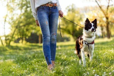 Güzel bir kadın yürüyor, dışarıda sevimli bir köpekle oynuyor.