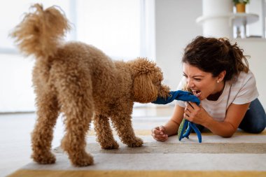 Güzel, genç bir kadın sevimli bir köpekle oynuyor. İnsanlar, hayvan konsepti