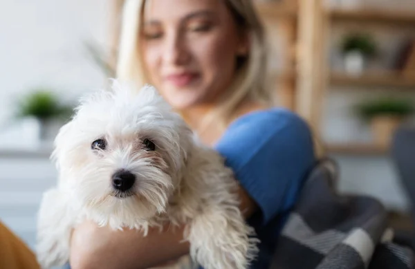 Mooie Vrouw Die Thuis Met Puppy Bank Speelt Hond Mensen — Stockfoto