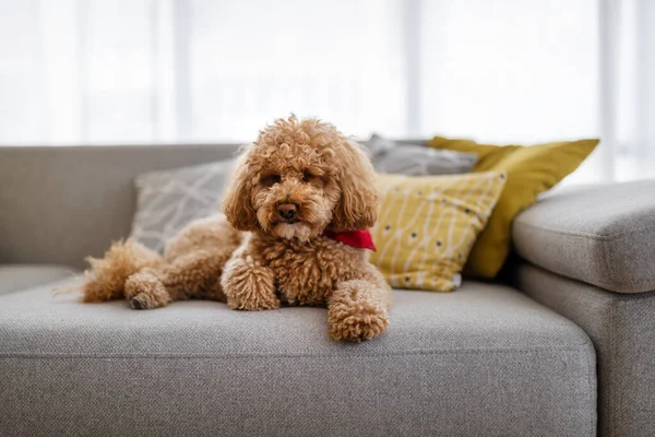 Portrait Caniche Jouet Brun Mignon Maison Jour Intérieur — Photo