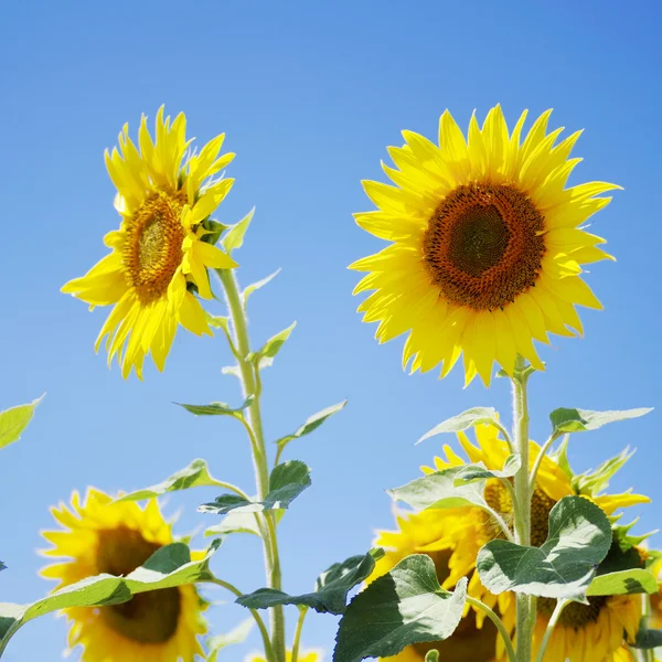 Sonnenblumen blühen auf dem Feld — Stockfoto