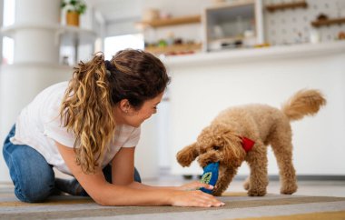 Şirin köpek, rahat bir evde sahiplerinin sevgisinden hoşlanıyor. Birkaç evcil hayvan ve kürklü arkadaşla ilgilenmek, bir bağ kurmak. Resim, aile hayatını, aile mutluluğunu ve sevgiyi evcil hayvanla paylaşmanın sevincini gösteriyor.