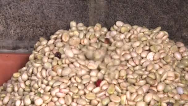 Coffee during processing, machine for the processing of coffee — Stock Video