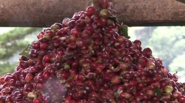 Makine kahve işlenmesi için