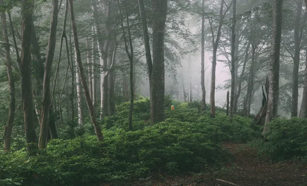 Pohádkový les v mlze — Stock fotografie