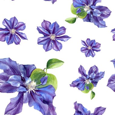 Klematis çiçeklerinin suluboya desenleri. Orijinal Botanik arkaplanı.