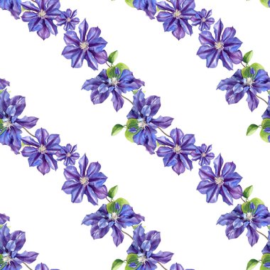 Klematis çiçeklerinin suluboya desenleri. Orijinal Botanik arkaplanı.