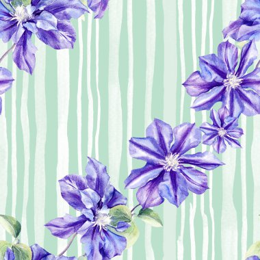 Klematis çiçeklerinin suluboya desenleri. Orijinal Botanik arkaplanı.