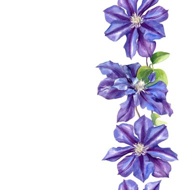Klematis çiçeklerinin suluboya desenleri. Orijinal Botanik arkaplanı.