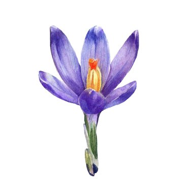 Suluboya çizilmiş timsahlar. Beyaz arkaplanda izole edilmiş botanik illüstrasyon.