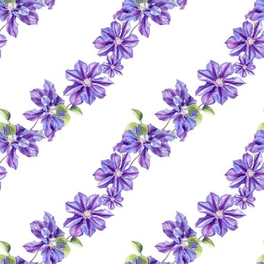 Klematis çiçeklerinin suluboya desenleri. Orijinal Botanik arkaplanı.