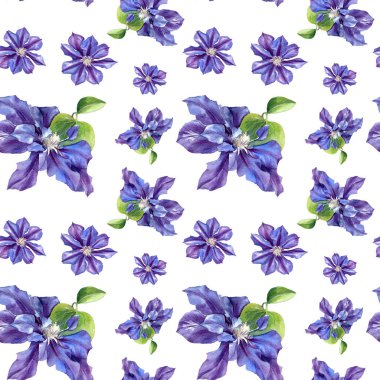 Klematis çiçeklerinin suluboya desenleri. Orijinal Botanik arkaplanı.