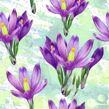 Crocus çiçeklerinin suluboya desenleri.