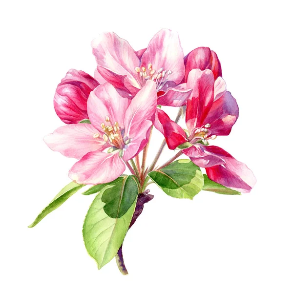 Ramo Uma Árvore Apple Florescente Pintada Aquarela Ilustração Botânica — Fotografia de Stock