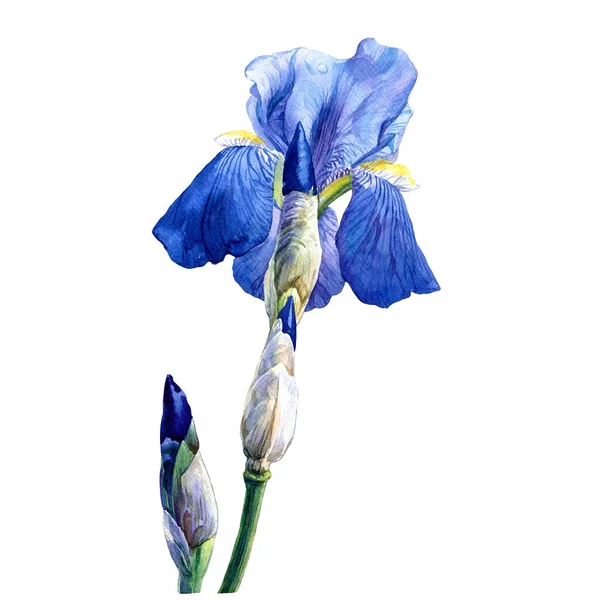 Iris Violet Peint Aquarelle Printemps Illustration Botanique Une Grande Fleur — Photo