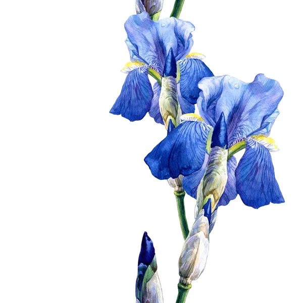Υδατογραφία Αδιάλειπτη Μοτίβο Των Λουλουδιών Ίριδας Άνοιξη Βοτανική Απεικόνιση Πάσχα — Φωτογραφία Αρχείου