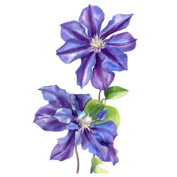 Clematis Tecknad Akvarell Clematis Blommor Isolerad Vit Bakgrund — Stockfoto